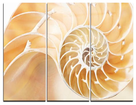 Brown Nautilus Shell Pattern Metal Wall Art 3 Panels 36x28