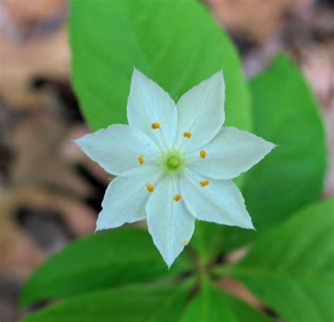 What is the flower of massachusetts. Starflower - Plants Photos from Sutton Massachusetts