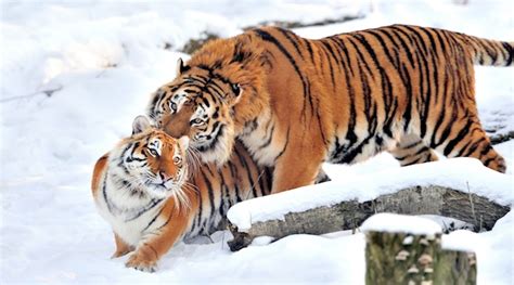 Mating And Reproduction Tigers