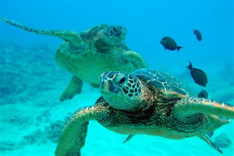 Pacific Green Turtles Oahu Hawaii Underwater Scene Animals Turtle