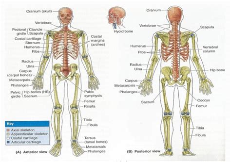 Most vertebrates have vertebrae made of bones. Axial Skeleton at Florida State College - Jacksonville - StudyBlue