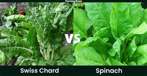 Spinach Vs Swiss Chard Vs Kale Complete Guide