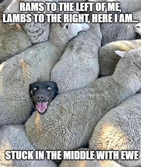 Wolf In Sheep Imgflip
