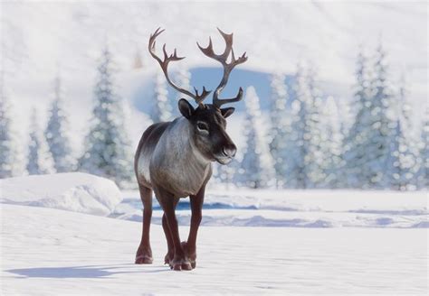 25 Interesting Facts About Reindeer