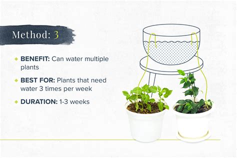 Water House Plants While Away - How To Keep Your Plants Watered While You Re On Holiday David 