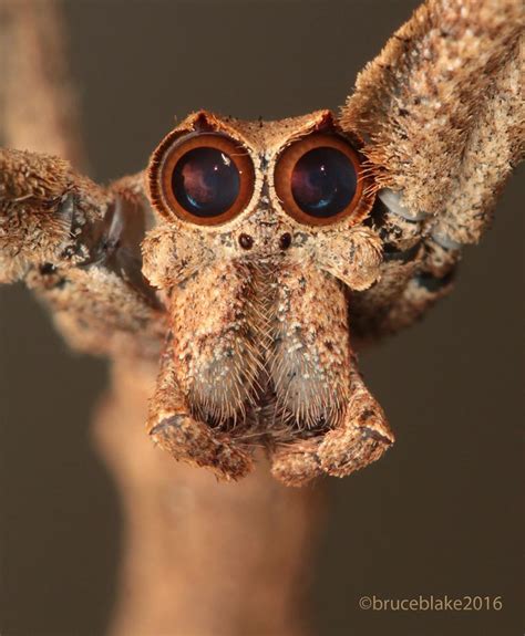 Male Netcaster Ogre Face Spider Sydney Aus Artofit