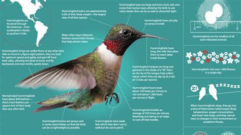 Hummingbirds Magic In The Air Infographic All About Hummingbirds