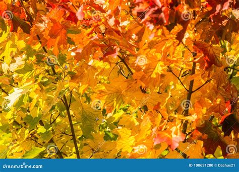 Beautiful Colorful Autumn Leaves Of Maple Tree In Park Vivid Color Of