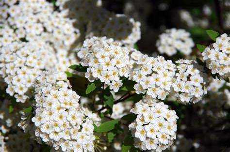 10 Best Shrubs With White Flowers