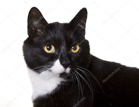 Black Cat With Orange Eyes Over White Background — Stock