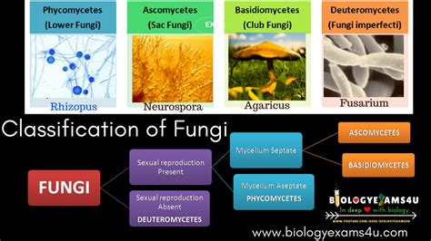 Classification Of Fungi Phycomycetes Ascomycetes Basidiomycetes And