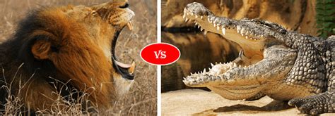Nile Crocodile Vs African Lion Fight Comparison Who Will Win