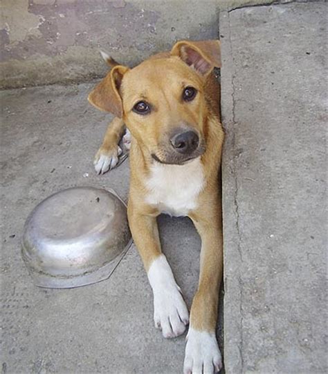 Zu deutscher boxer mischling hundefutter liegen aktuell über 23 unabhängige bewertungen vor. Happy End ZAFIRA, kleiner Boxer-Mischling (Welpe(n ...