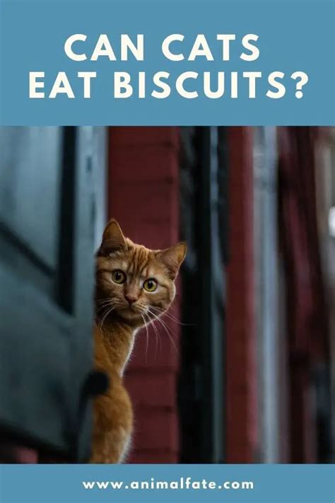 Can Cats Eat Biscuits And Is It Different To Cookies Animalfate