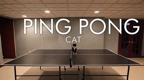 Pin By Susan Hopper On Squee Ping Pong Cats Cat Life