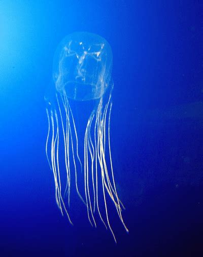 Top 5 Most Dangerous Sea Creatures In The Australian Ocean