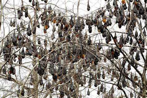 Flying Fox Colony Drives Residents Bats Newcastle Herald Newcastle Nsw