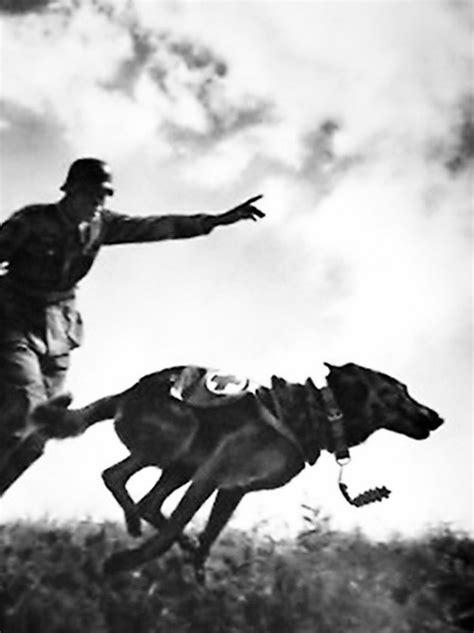 World War Ii In Pictures Dogs Of World War Ii