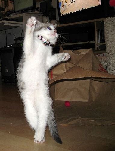 Cat Video Funny Dancing Kitten Love Meow