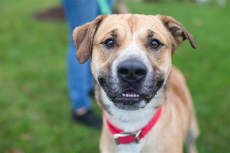 Adopt A Pet For Free This Weekend At Pennsylvania Spca In Philly