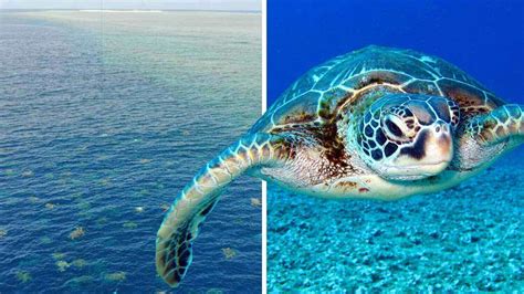 Watch 64000 Turtles Migrating Near The Great Barrier Reef