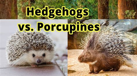 Hedgehogs Vs Porcupines How To Distinguish Them Youtube