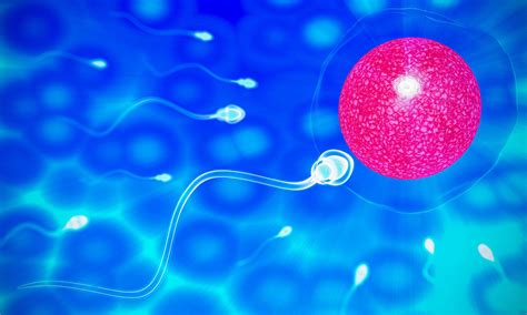 The Sperm Fertility From Mens Cum Is Directed Towards The Egg Bubble