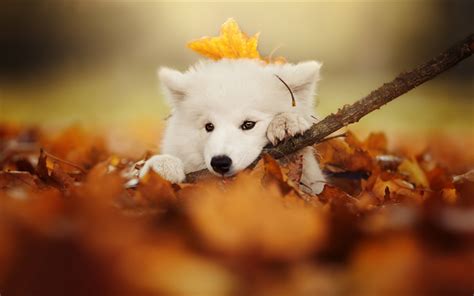 Download Wallpapers Samoyed Small White Puppy Yellow Autumn Leaves