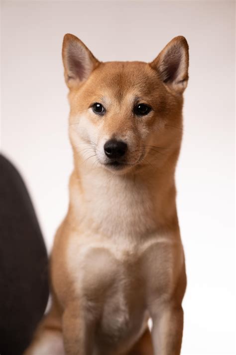 Bred to follow the magyar hunters on horse back, they have an amazing stamina and require a great vizsla puppies require an owner who loves to exercise and be outdoors. Corgi Shiba Inu Mix 🐕 | Vizsla puppies, Puppy breeds ...