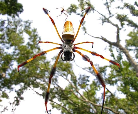 Banana Spider Foreplay Spider Foreplay — Thats A Male At Flickr