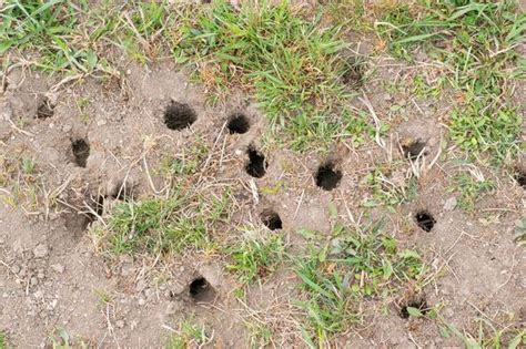 How To Deter Rats 6 Safe And Effective Methods To Stop Rats Visiting