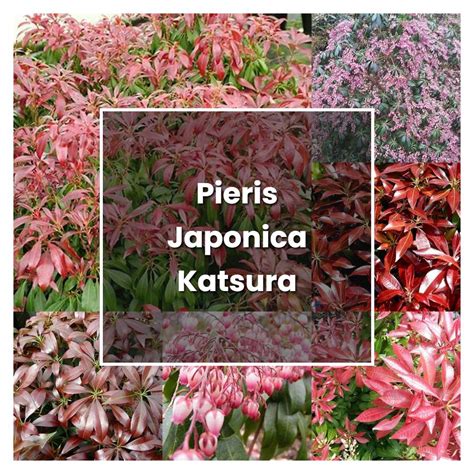 how to grow pieris japonica katsura plant care and tips norwichgardener