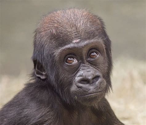 Baby Chimpanzee Baby Gorillas Fluffy Animals Great Ape Animal Magic