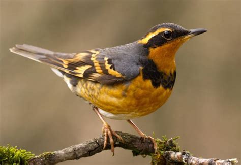 Des Moines Feed And Nature Center Varied Thrush Facts