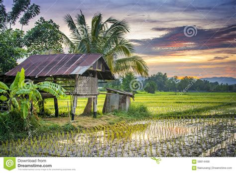 thailand-farm-stock-photo-image-of-outside,-nature,-green-58814468
