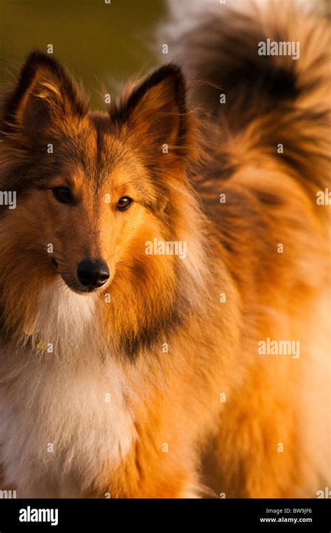 What Kind Of Dog Breed Is Lassie