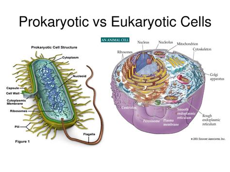 Bacterial are much smaller plant cells are square shaped and animal cells are round also bacteria are prokaryotes,they dont have a nucleus,unlike plants and animal cells that. Cells: Structure, Function and Cell Cycle - Welcome to The ...