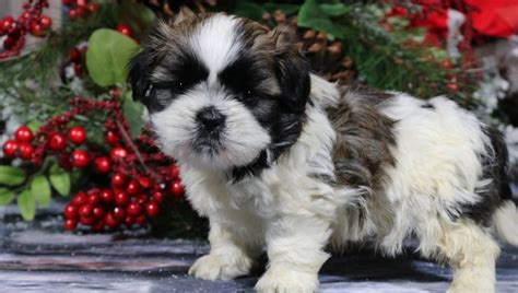 Chocolate puppies have lighter colored brown eyes or sometimes blue. Aww! Toby - A Male AKC Shih Tzu Puppy for Sale in Nappanee, Indiana | VIP Puppies