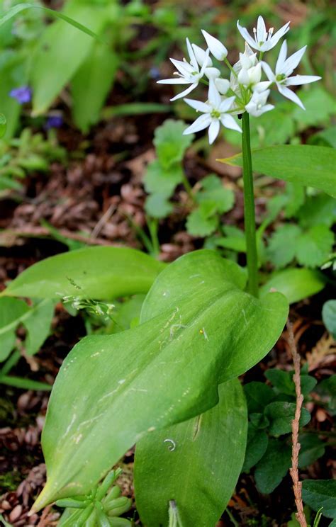 Außerdem erfährst du in diesem. Bärlauch (Allium ursinum) | Lauch | Garten Wissen