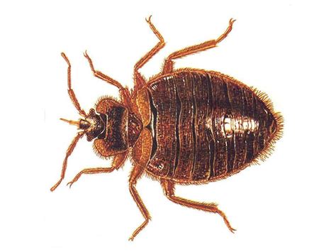 Pest control london experts,we provide emergency & same day pest control service in london to help you , ants, bedbugs treatment, cockroaches at control your pest ltd., we can handle any and all of your pest problems. Bed Bugs London | Millennium Pest Control London