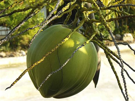 Growing Dwarf Coconut Trees A Complete Guide Agri Farming