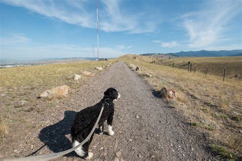 Dog Friendly Guide to Missoula, Montana — Traveling Newlyweds