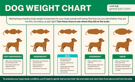 Is My Dog Overweight 7 Signs To Watch For Great Pet Care