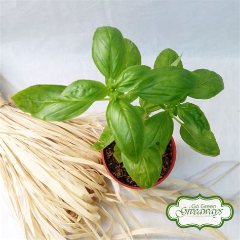 Free shipping on orders over $25 shipped by amazon. Pin by Go Green Giveaways on Basil Wedding Favors ...