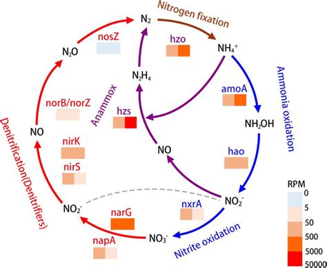 Nitrogen Metabolism Pathways Chart Pathways And Genes Encoding Key