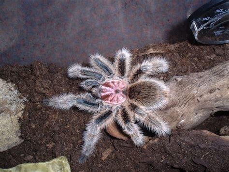 Camel spiders live life at top speed. Spider Species - Spider Facts and Information