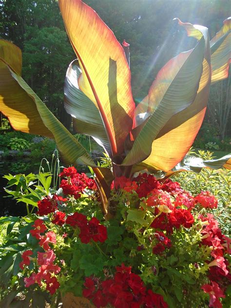 This Red Banana Plant Is In A Large Clay Pot With Red Geranium And