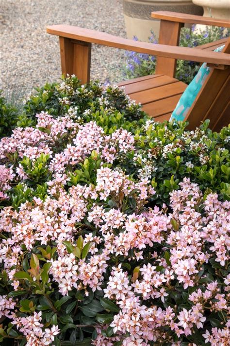 Hawthorn or hawthorns may refer to: Ballerina Indian Hawthorn - Monrovia - Ballerina Indian ...