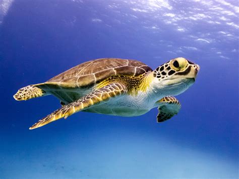 When And Where To Swim With Sea Turtles Ultimate Travel Guide