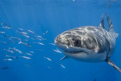 Shark Wallpapers Explore Underwater Smile Week Flickr